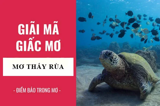 Mơ thấy con rùa đánh con gì - soi cầu 247